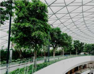Plantas en un centro